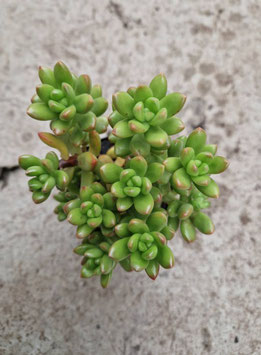 Sedum lucidum