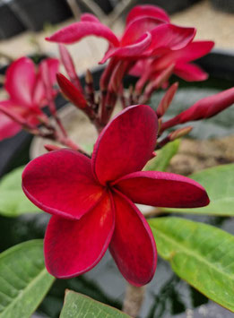 Plumeria "Irma Bryan"