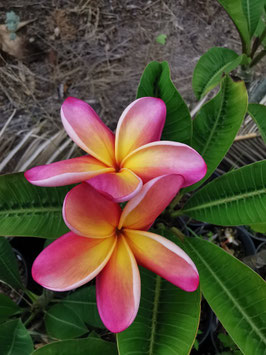 Plumeria "Irma Bryan"