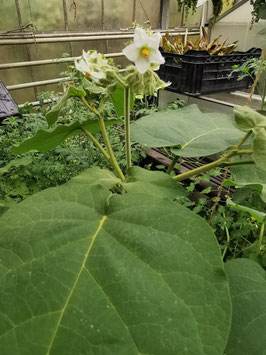 Solanum abutiloides