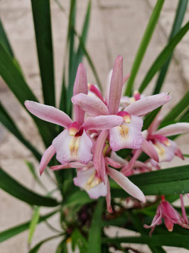 Cymbidium Hybride "Rosa gepudert, kleinblütig"