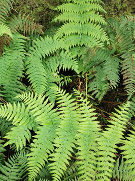 Dryopteris affinis "Anaga"