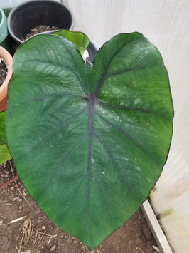 Colocasia esculenta "Tropical Storm"