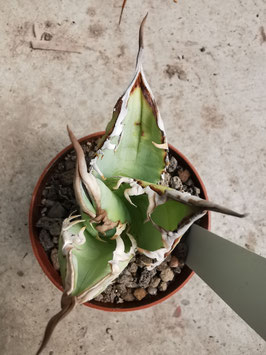 Agave titanota "Plapp"