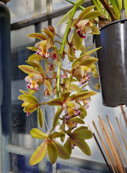 Cymbidium "Argiro"