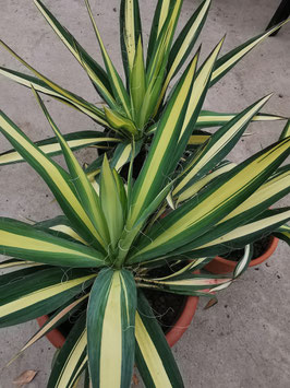 Yucca filamentosa "Color Guard"