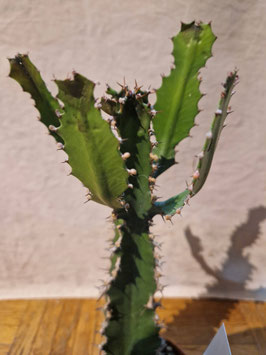 Euphorbia barnhartii