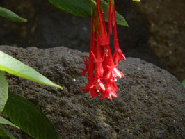 Fuchsia boliviana