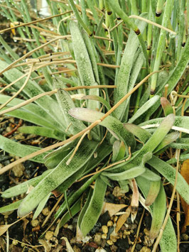 Gasteria #1