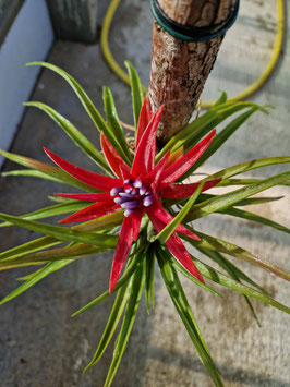 Tillandsia "Houston Cotton Candy"