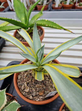 Agave desmetiana "Galactic Traveler"