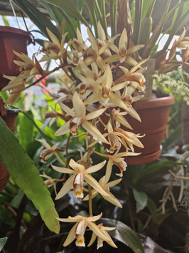 Coelogyne flaccida