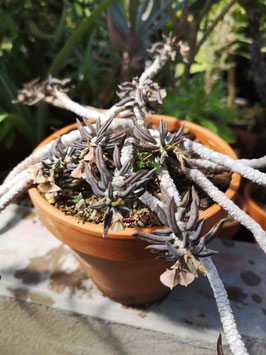 Euphorbia cylindrifolia ssp. tuberifera