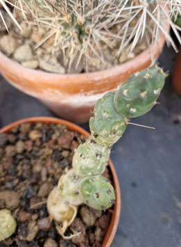 Tephrocactus ovatus