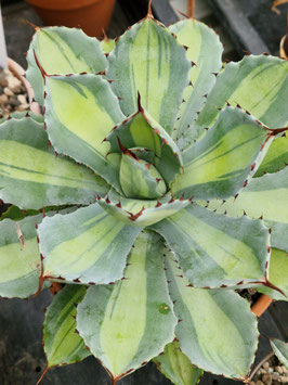 Agave potatorum "Mediopicta"