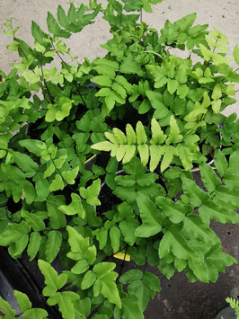 Pellaea hastata