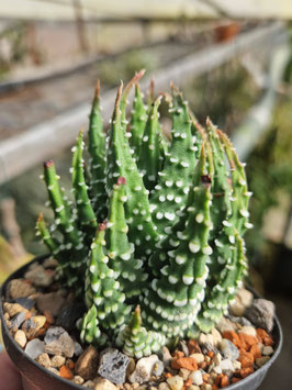 Haworthia maxima (Tulista pumila)