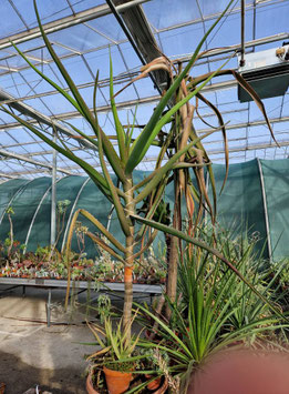 Aloe barberae