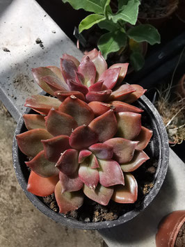 Echeveria "Mina"