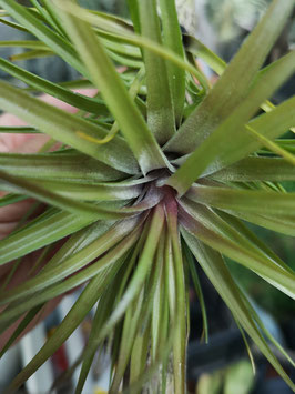 Tillandsia tenuifolia "Amethyst"