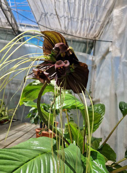Tacca chantrieri