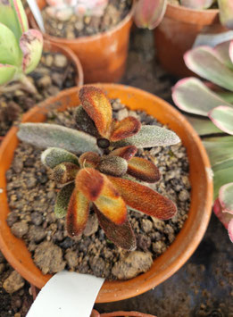 Kalanchoe tomentosa "Chocolate Soldier"