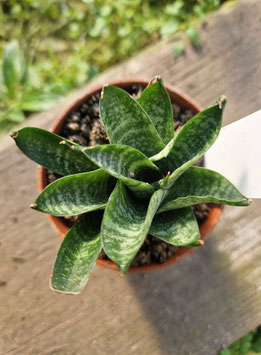 Sansevieria "Nakhon Luang"