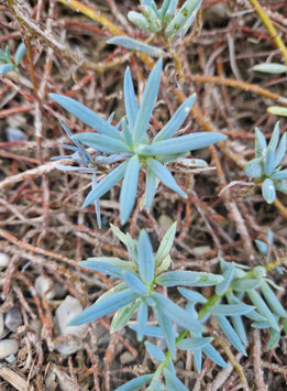 Senecio (Curio) spec.