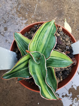 Sansevieria "Kimayo" variegata