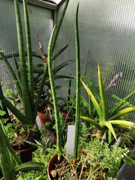 Sansevieria erythraeae