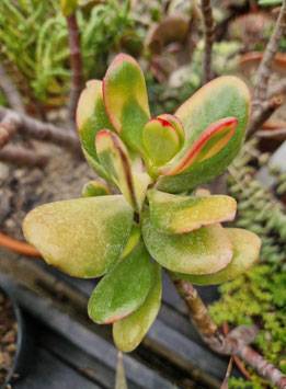 Crassula ovata "Tricolor"