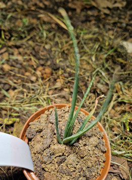 Aloe pronkii