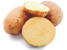 Kartoffel Anuschka festkochend