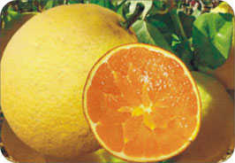 Navel Orangen unbehandelt