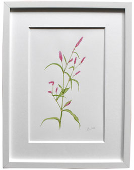 Originales Blüten Aquarell Flohknöterich