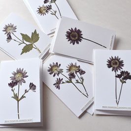 Karte mit Sterndolde