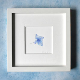 blaue Hortensien-blüte Aquarell