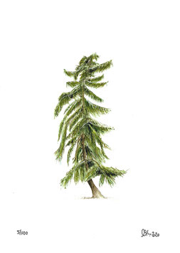 Lärche Baum