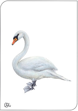 Postkarte Höcker-schwan