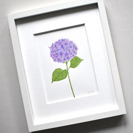 Originales Aquarell Hortensie mit Stängel