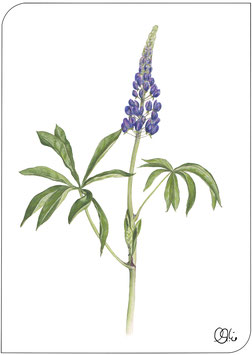 Postkarte Lupine, lila