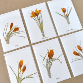 Klappkarte mit Krokusblüte
