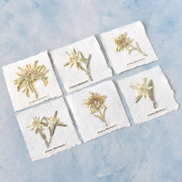 Herbarium-Mini echte Edelweiss