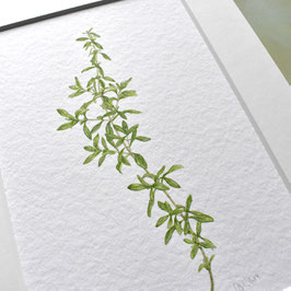 Thymian Aquarell Original