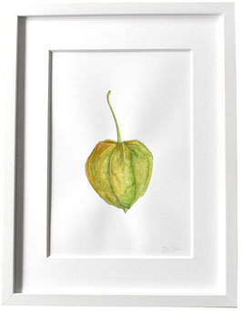 Originales Physalis Aquarell grün