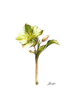 Christrose Helleborus