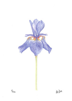 Iris Schwert-lilie