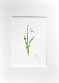 Schnee-glöckchen Aquarell