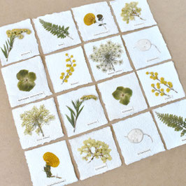 Herbarium Mini echte Pflanze gelb-gruen