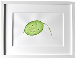 Originales Aquarell Silberblatt grün